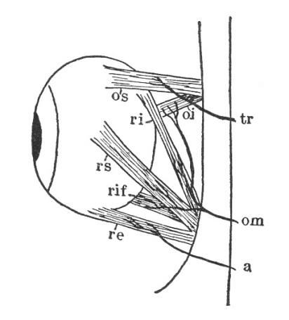 Dictionary of Ichthyology